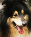 Collies-und-shelties-in-not.de