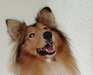 Collies-und-shelties-in-not.de