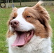 Collies-und-shelties-in-not.de